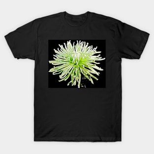 Spider Chrysanthemum T-Shirt